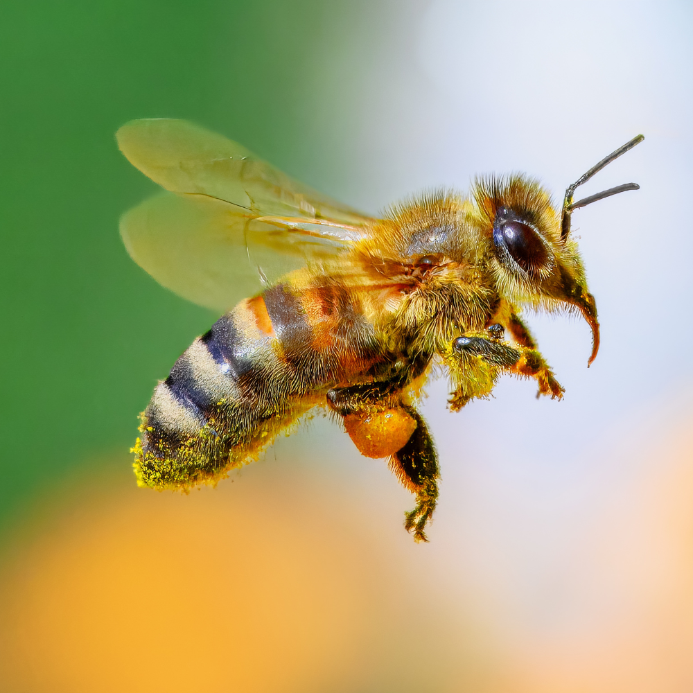 Vetenskaplig samanställning över binas proteinbehov