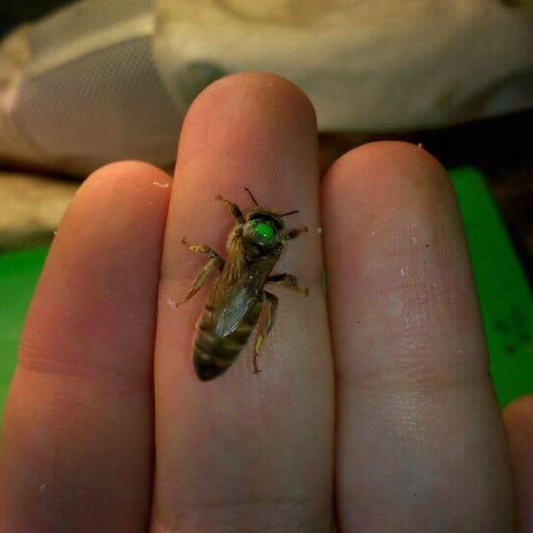 Drottning Buckfast - Oparad