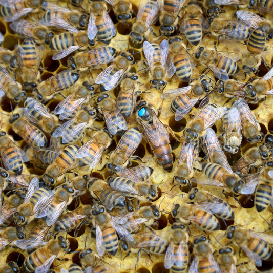 Drottning Buckfast Parad