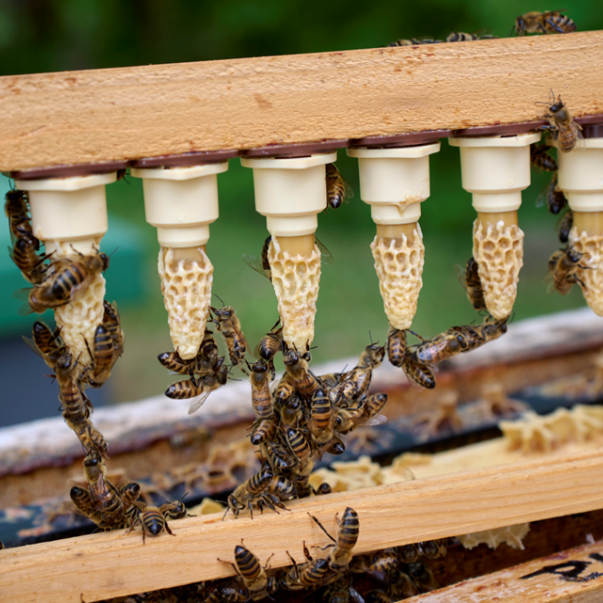 Drottning Buckfast Parad