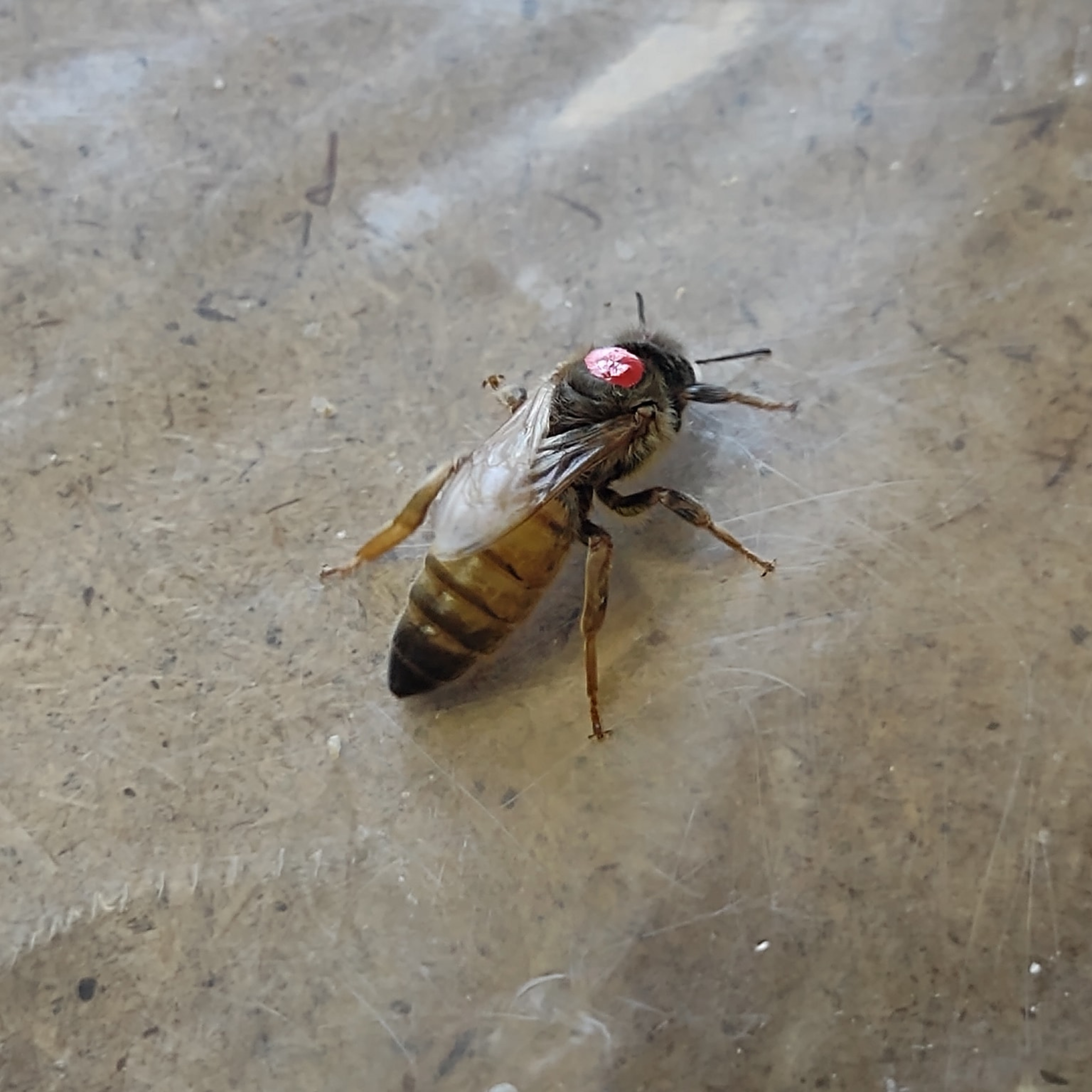 Drottning Buckfast - Oparad